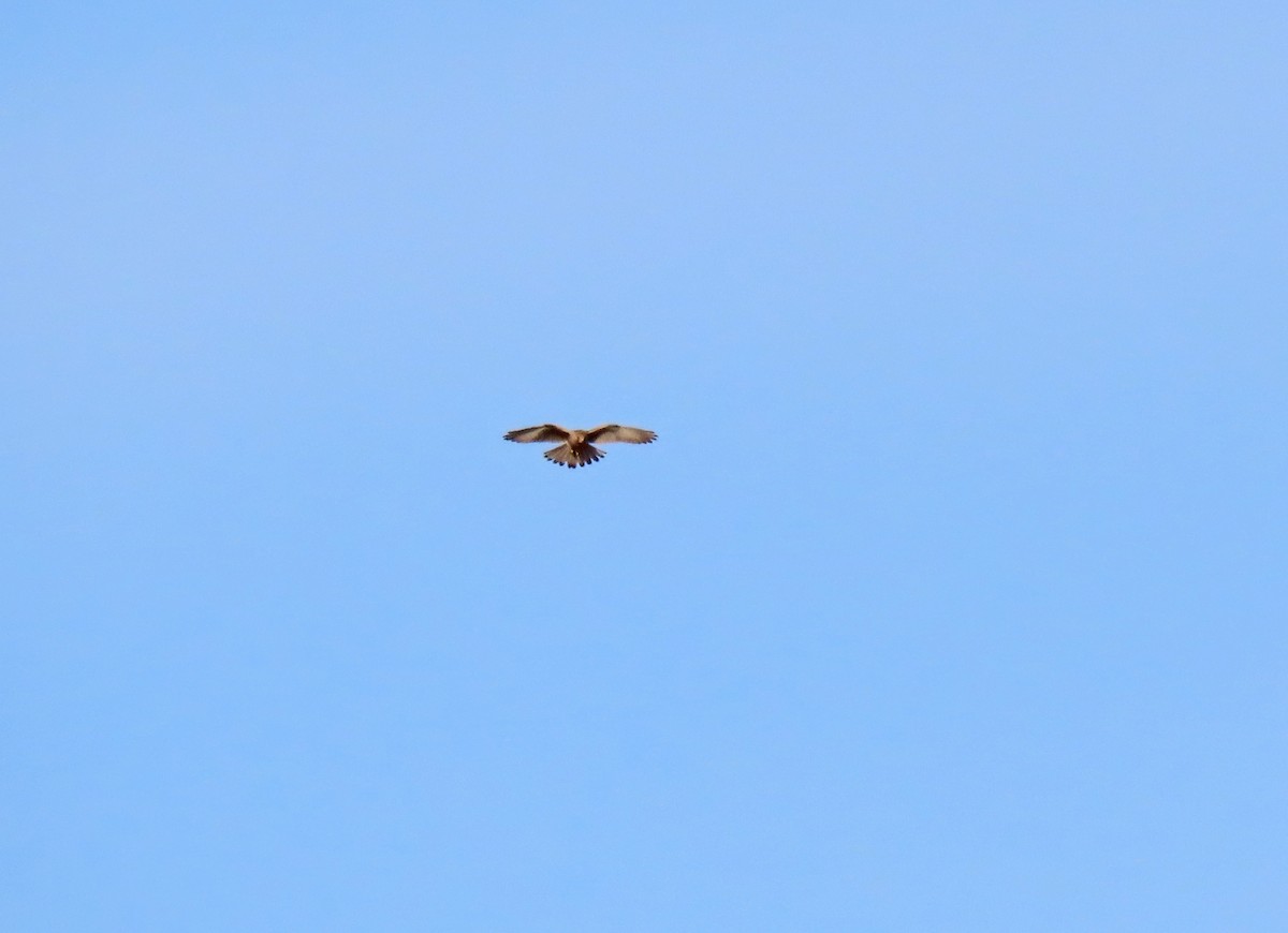 Eurasian Kestrel - ML624088022