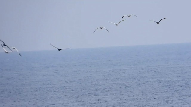 Northern Gannet - ML624088039