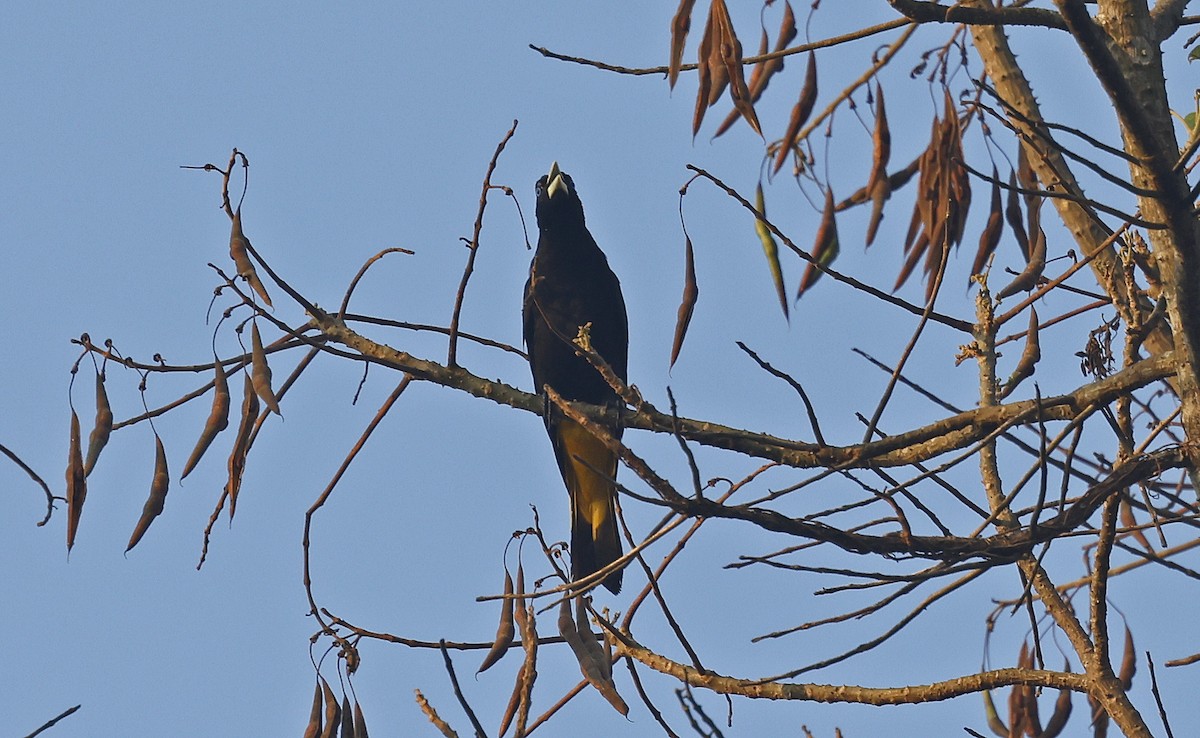 Yellow-rumped Cacique (Amazonian) - ML624088050