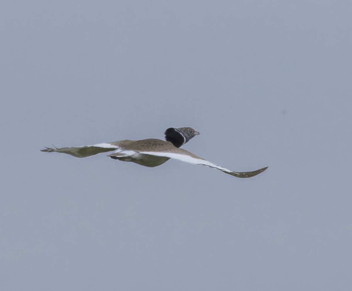 Little Bustard - john bishop