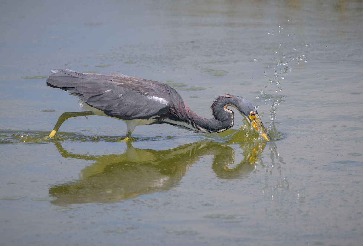 Tricolored Heron - ML624088081