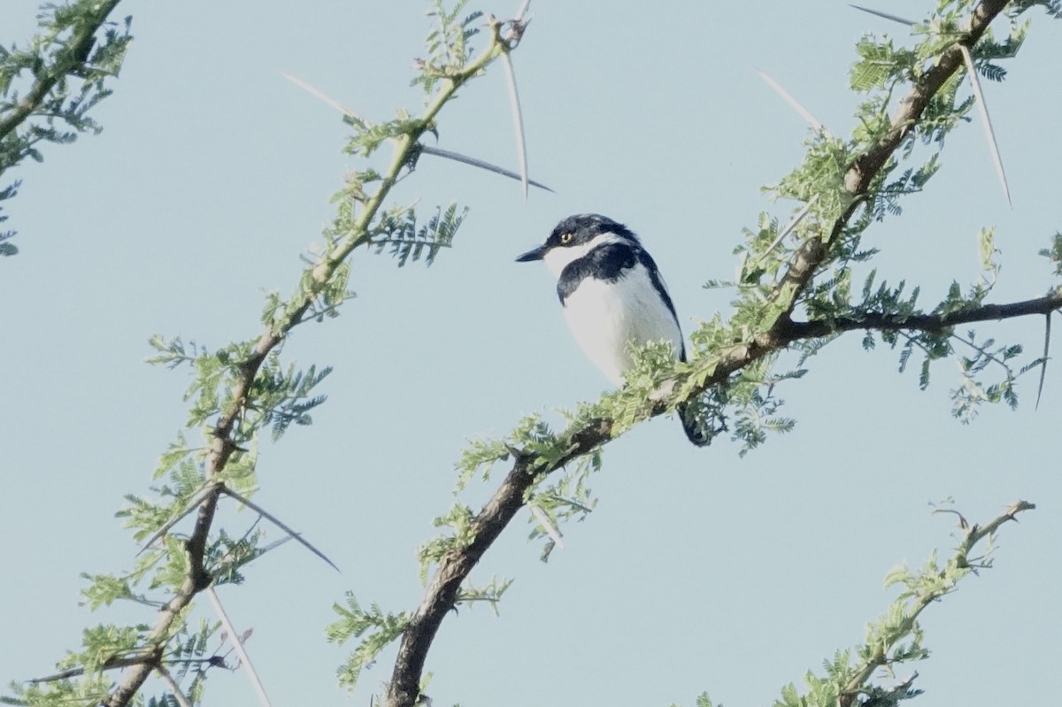 Pygmy Batis - ML624088084