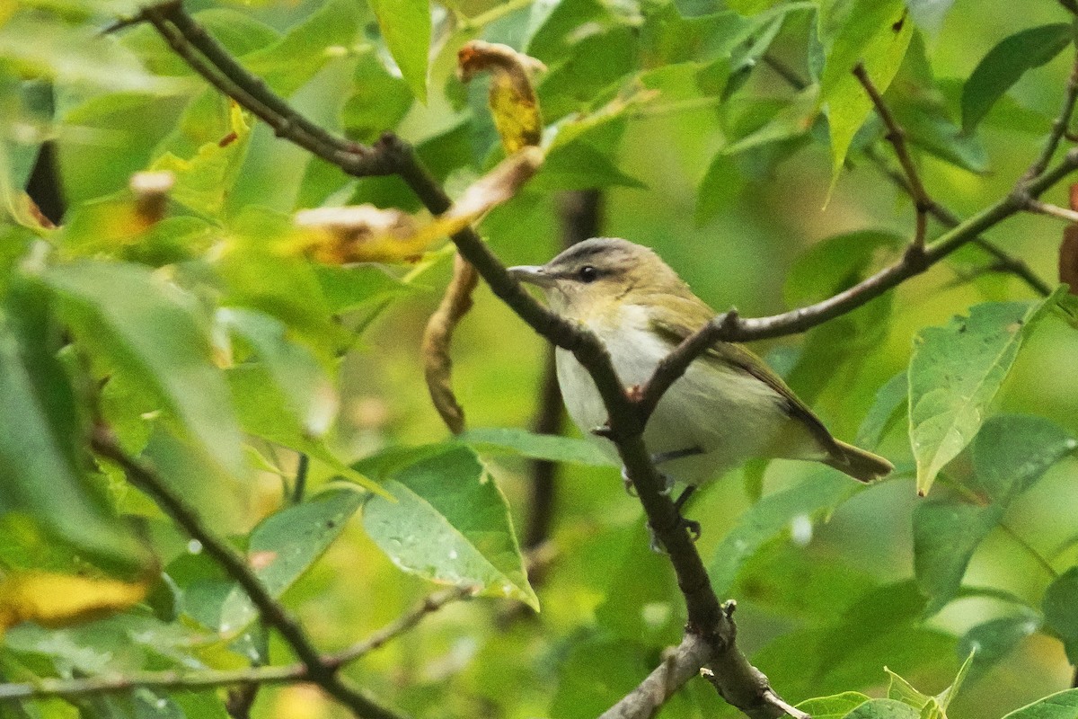 Red-eyed Vireo - ML624088116