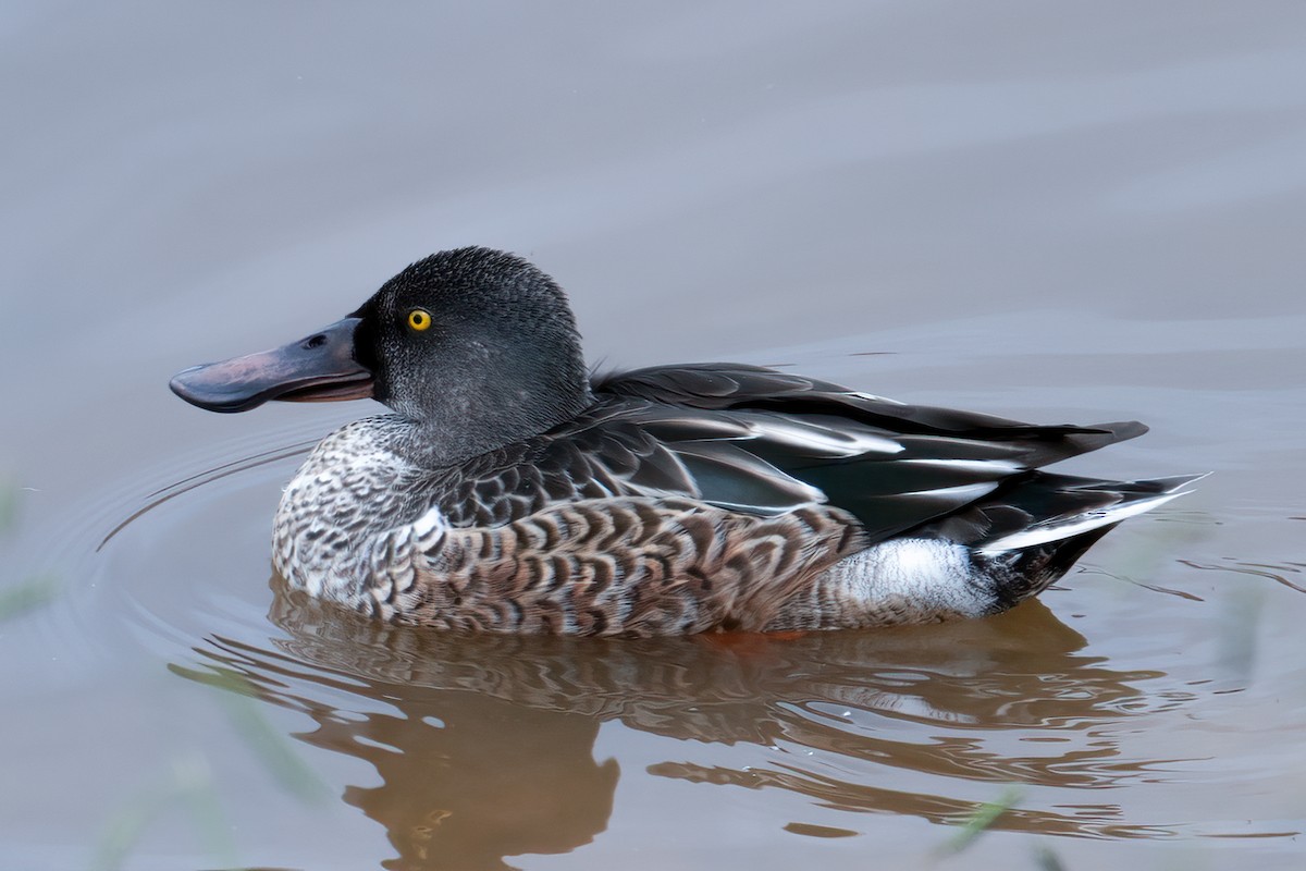 Northern Shoveler - ML624088117