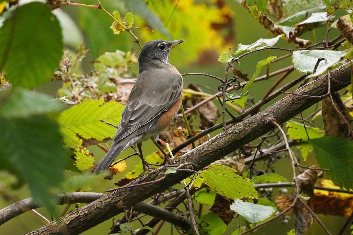 American Robin - ML624088127