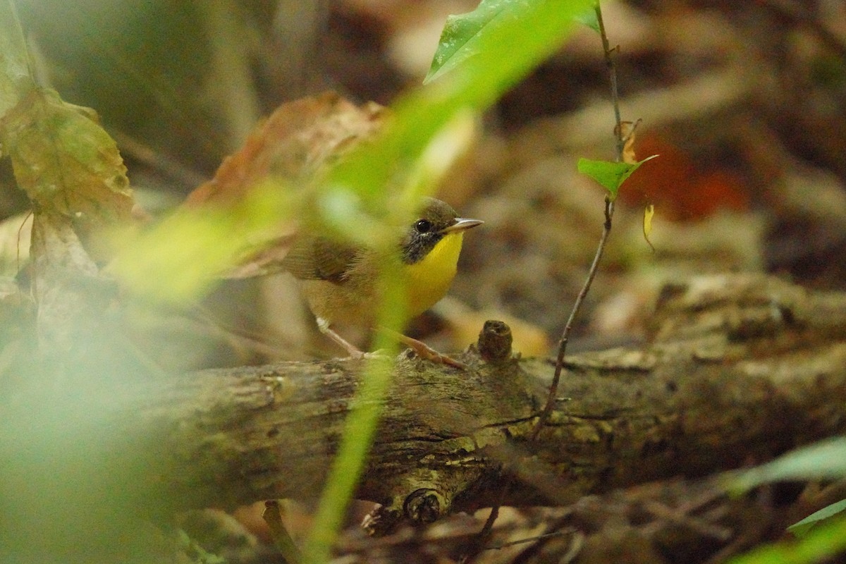 Common Yellowthroat - ML624088138