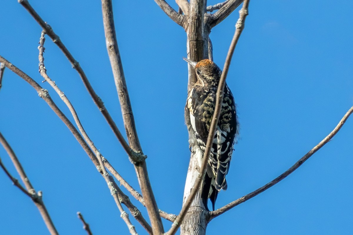 Yellow-bellied Sapsucker - ML624088152