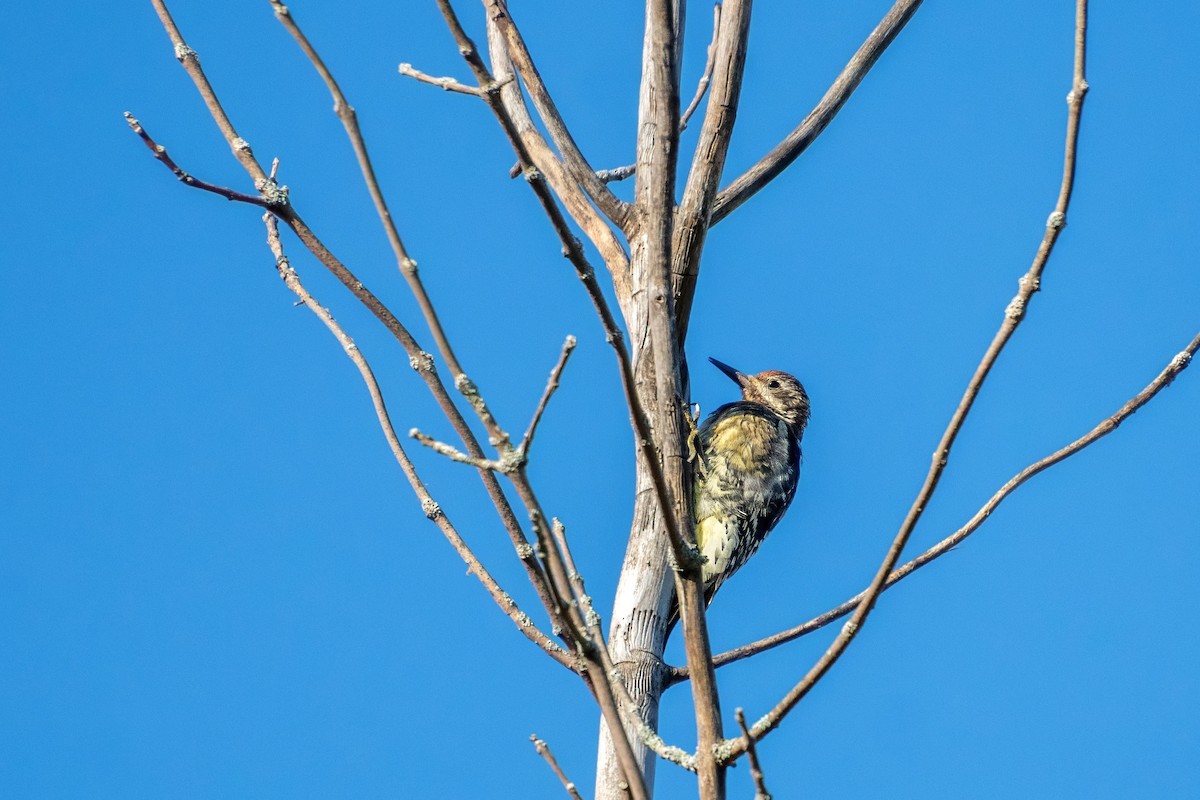 Yellow-bellied Sapsucker - ML624088153