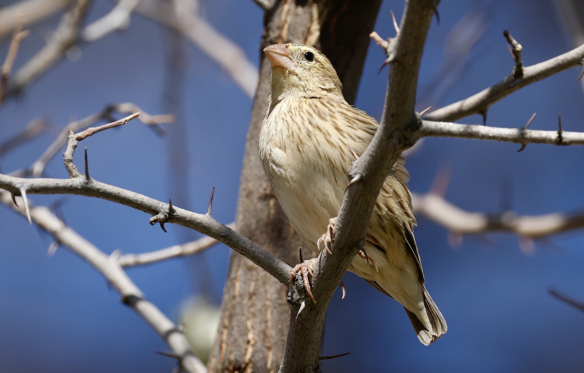 Southern Red Bishop - ML624088155