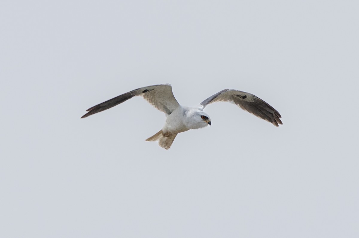 White-tailed Kite - Manuel Pinochet Rojas