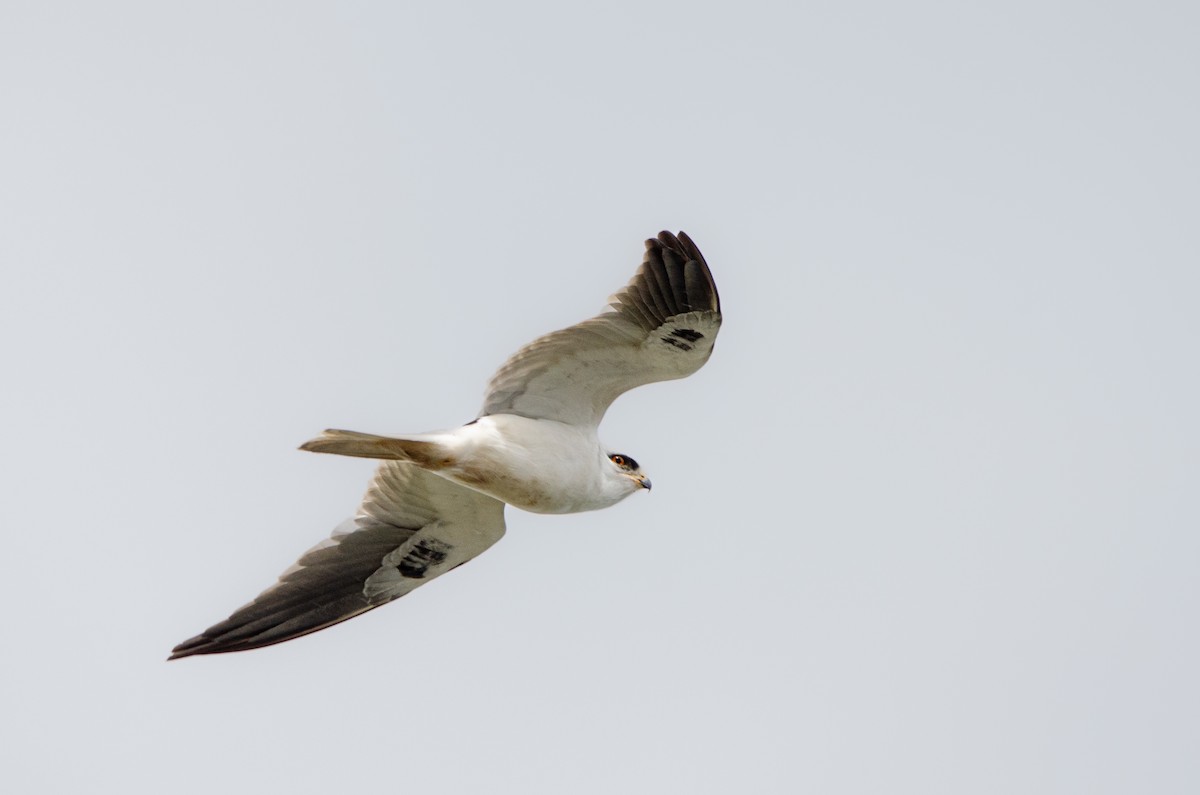 White-tailed Kite - ML624088158