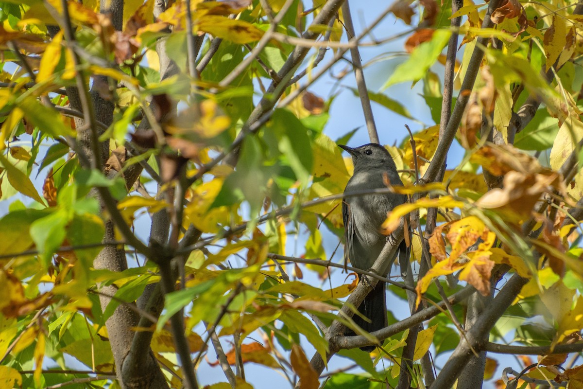 Gray Catbird - ML624088194