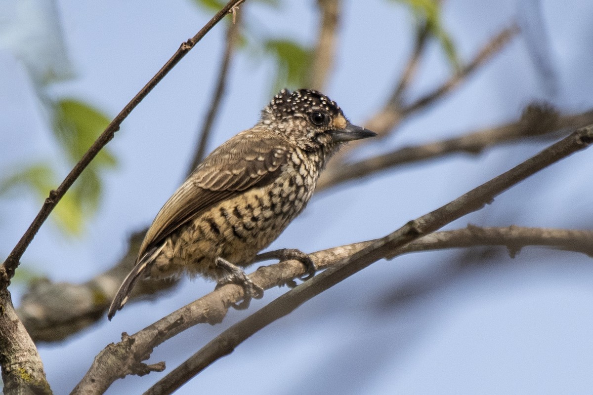 White-wedged Piculet - ML624088198