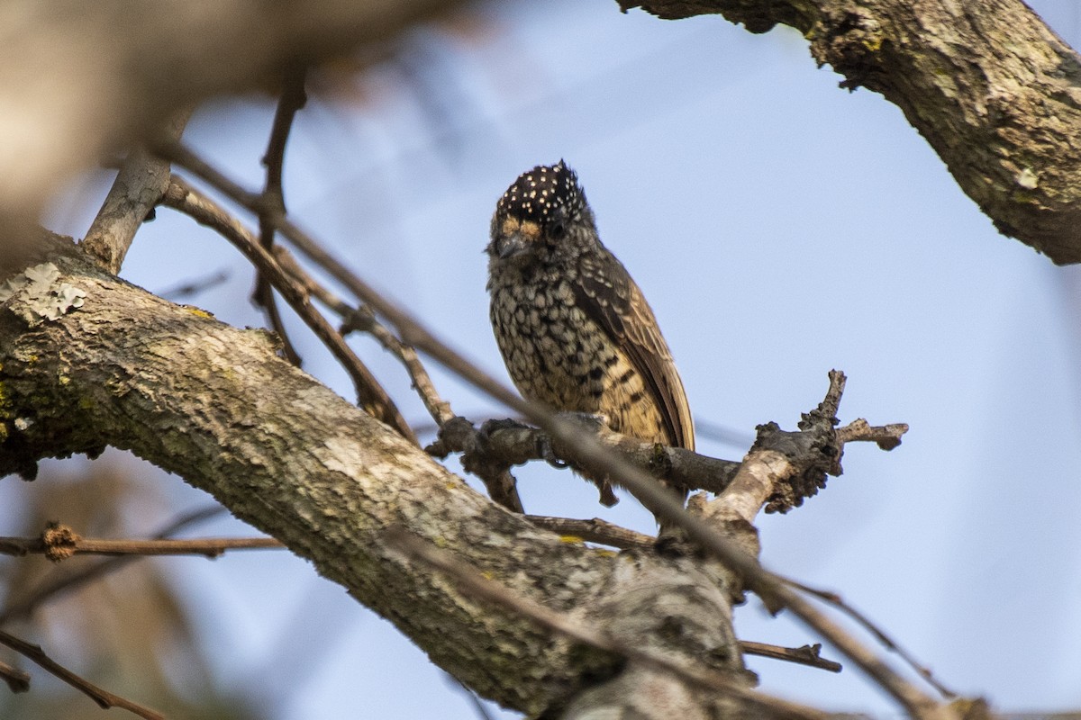 White-wedged Piculet - ML624088199