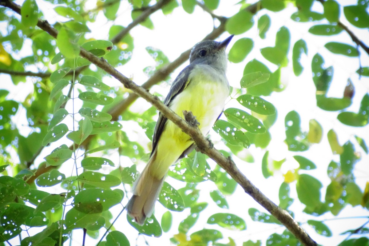 Great Crested Flycatcher - ML624088212