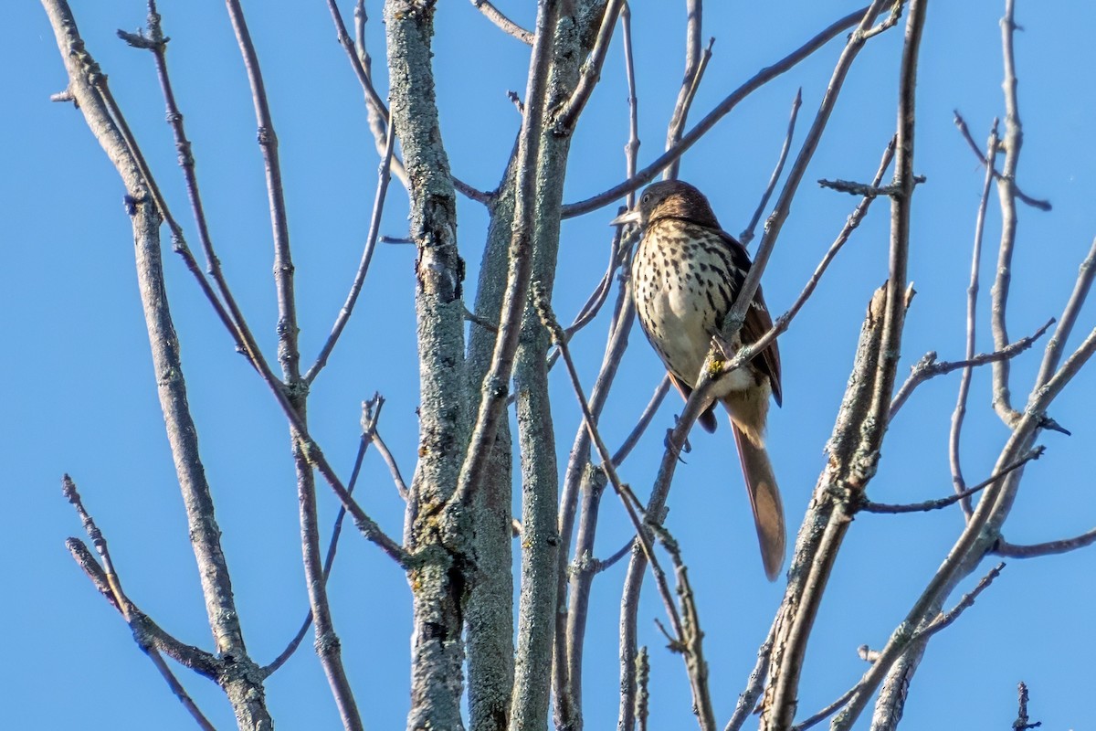 Brown Thrasher - ML624088218