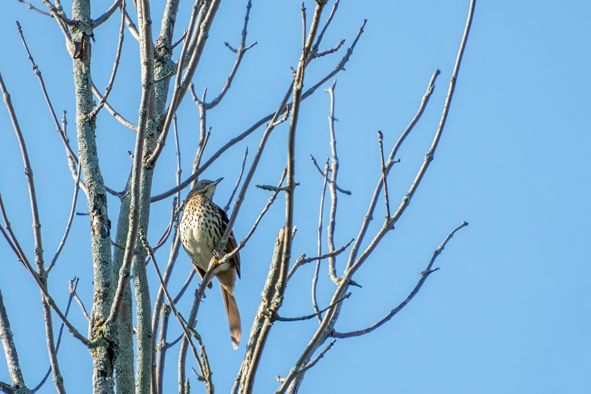 Brown Thrasher - ML624088219