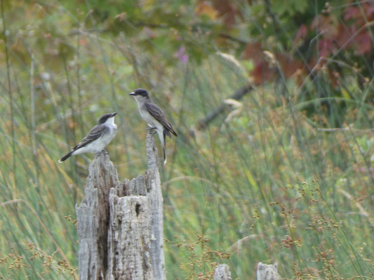 Eastern Kingbird - A. Nicholson
