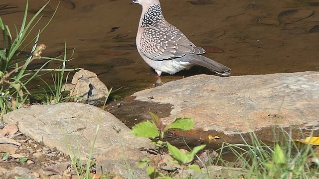 Spotted Dove - ML624088276