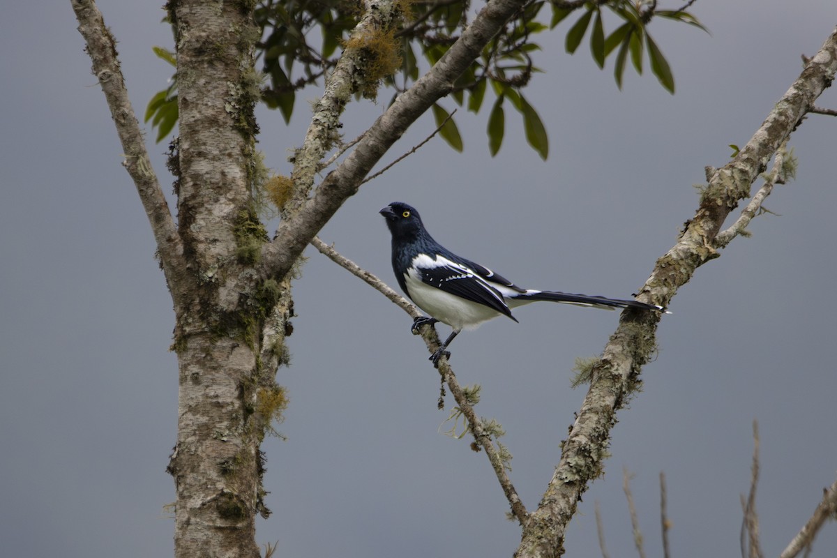 Magpie Tanager - ML624088282