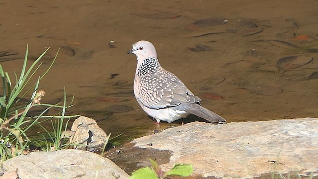 Spotted Dove - ML624088285