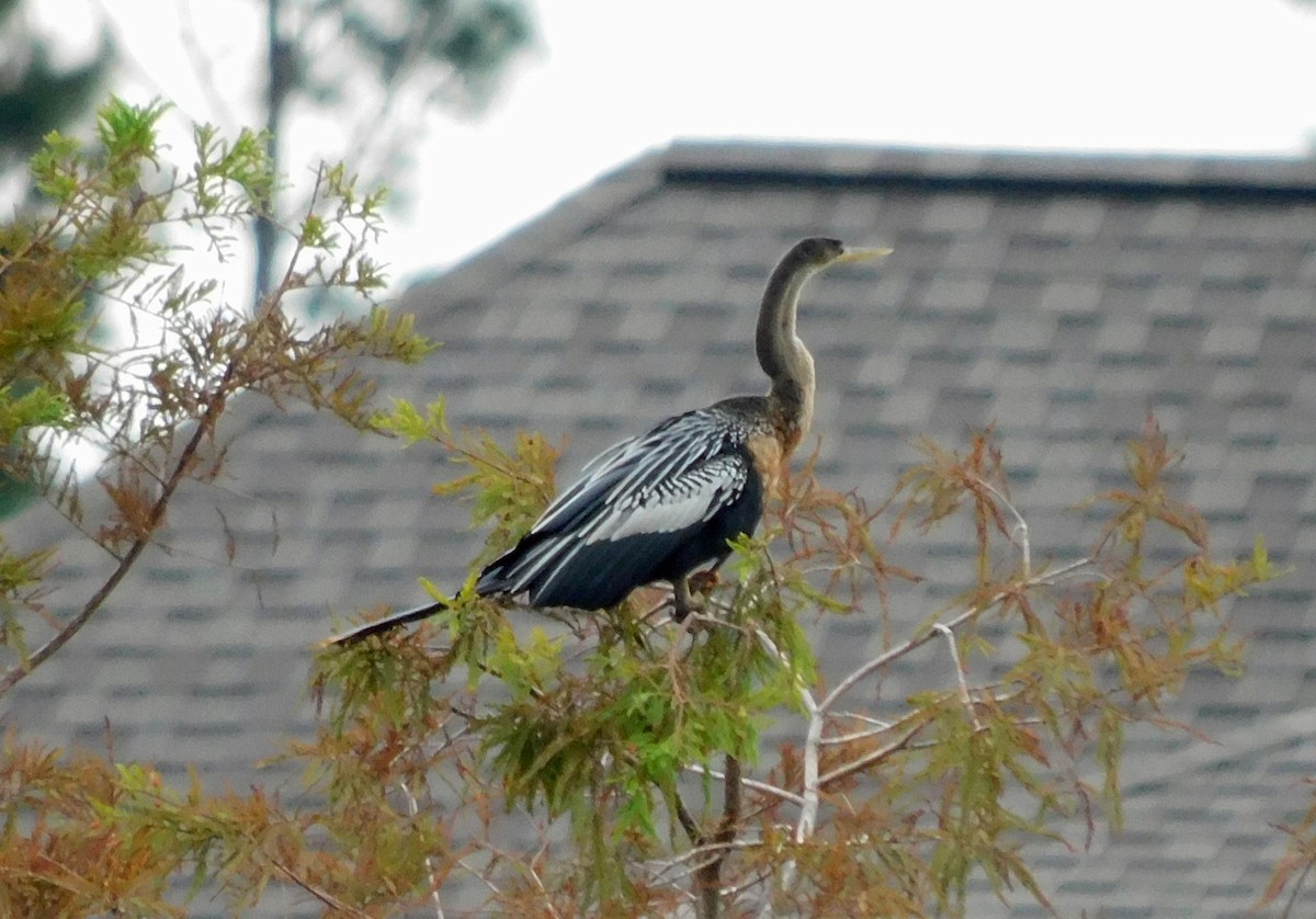 anhinga americká - ML624088303