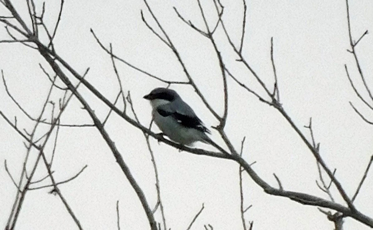 Loggerhead Shrike - ML624088321