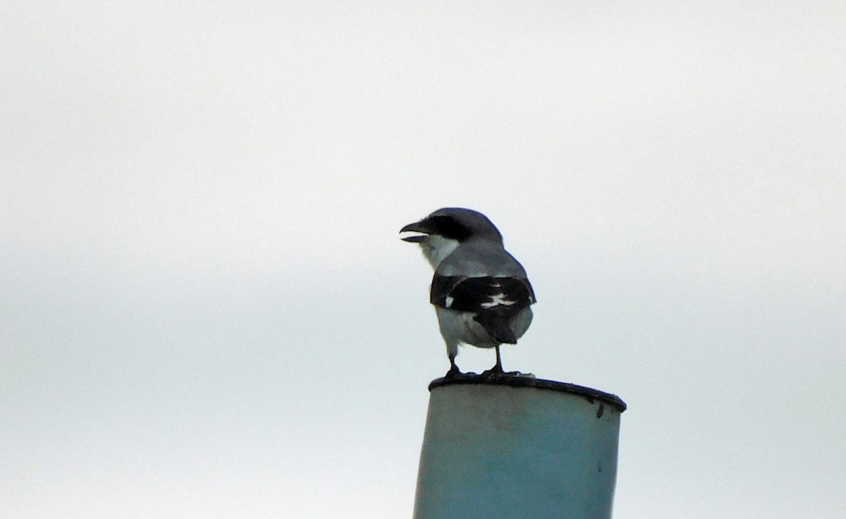 Loggerhead Shrike - Kathy Rhodes