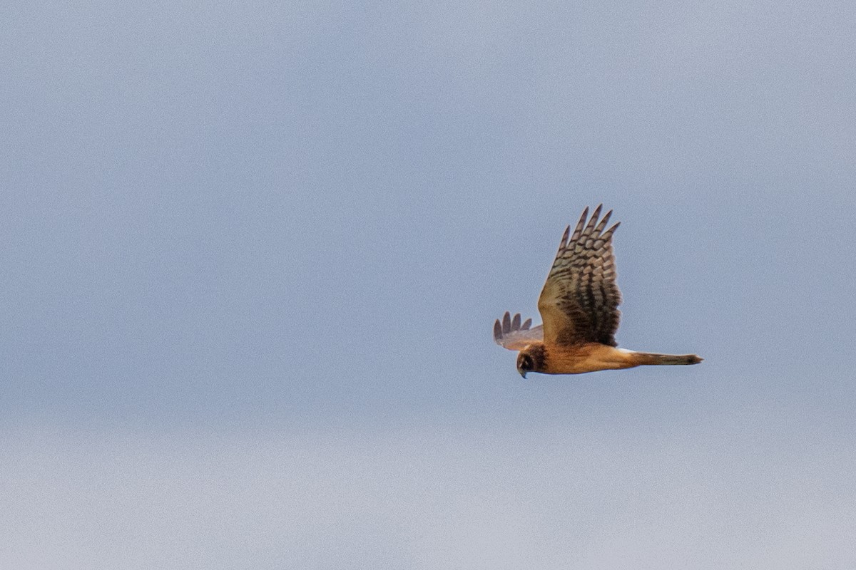 Northern Harrier - ML624088328