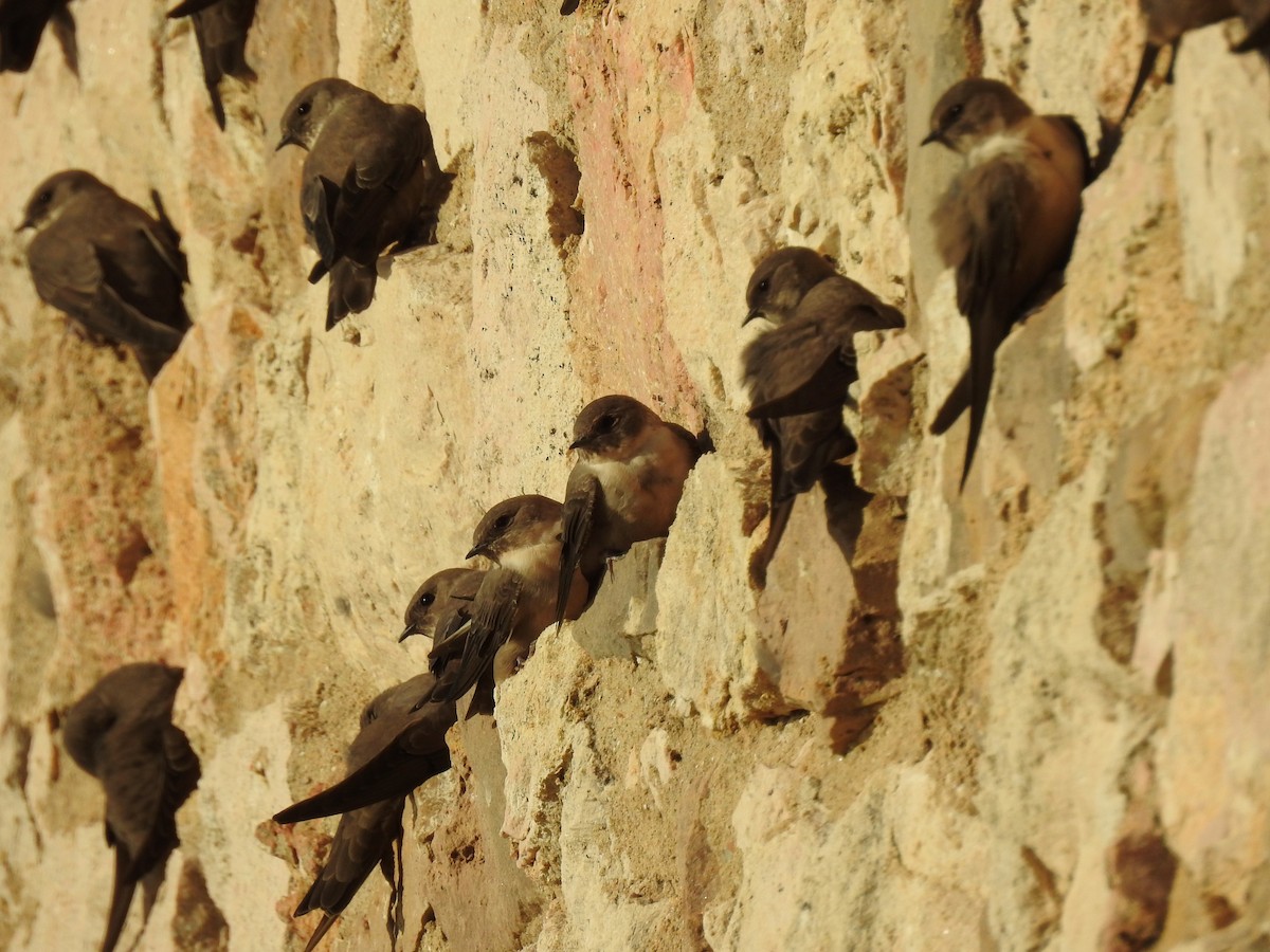 Eurasian Crag-Martin - ML624088335