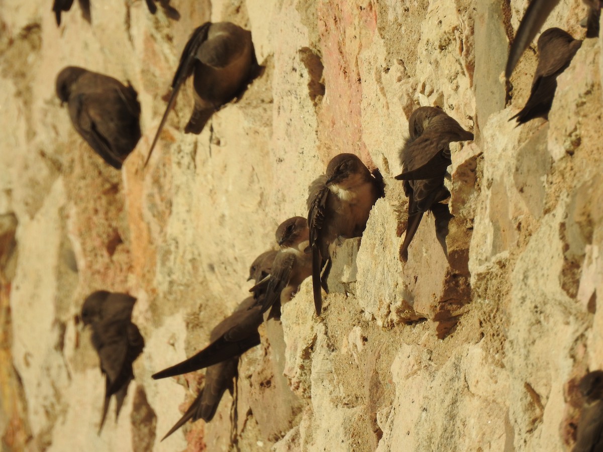 Eurasian Crag-Martin - ML624088336