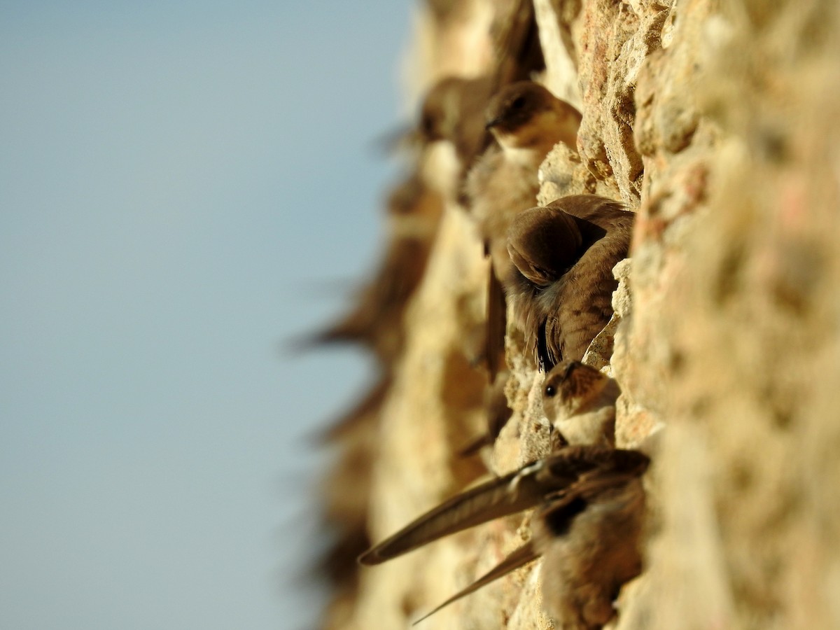 Eurasian Crag-Martin - ML624088337