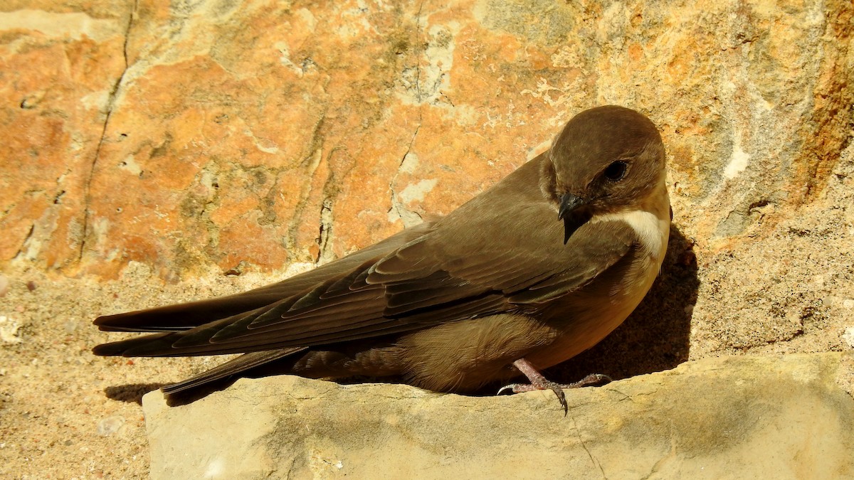 Eurasian Crag-Martin - ML624088338