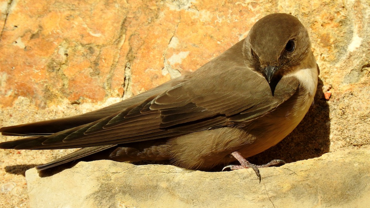 Eurasian Crag-Martin - ML624088339