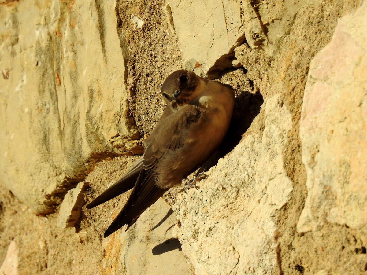 Eurasian Crag-Martin - ML624088340