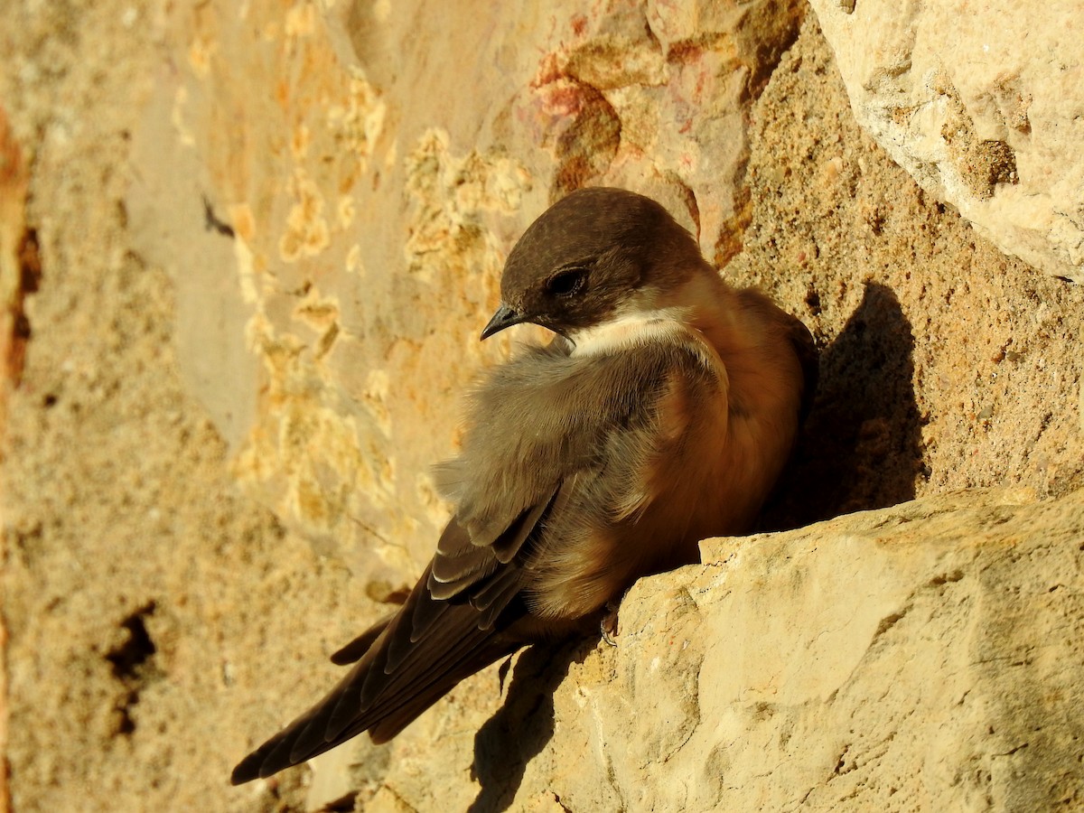 Eurasian Crag-Martin - ML624088341