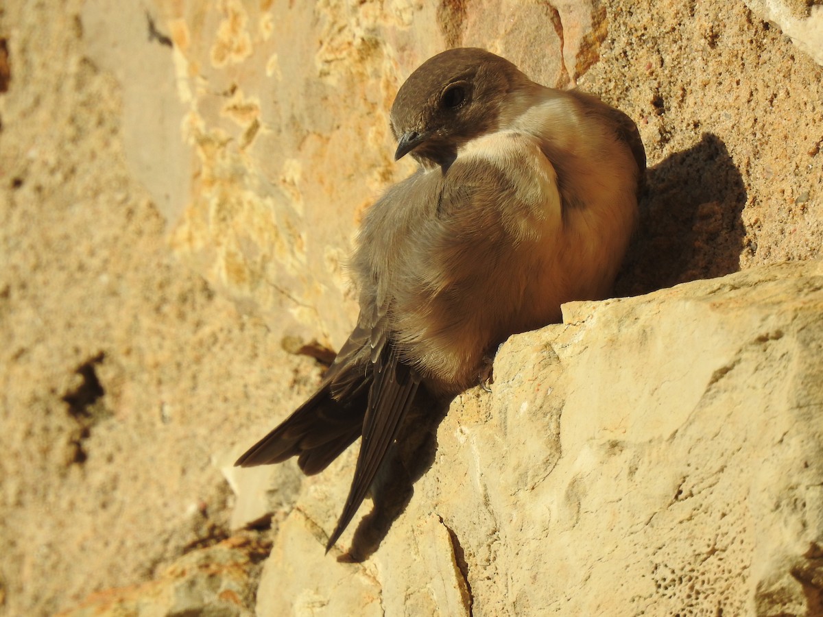 Eurasian Crag-Martin - ML624088342