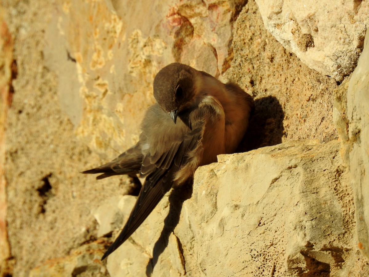 Eurasian Crag-Martin - ML624088343