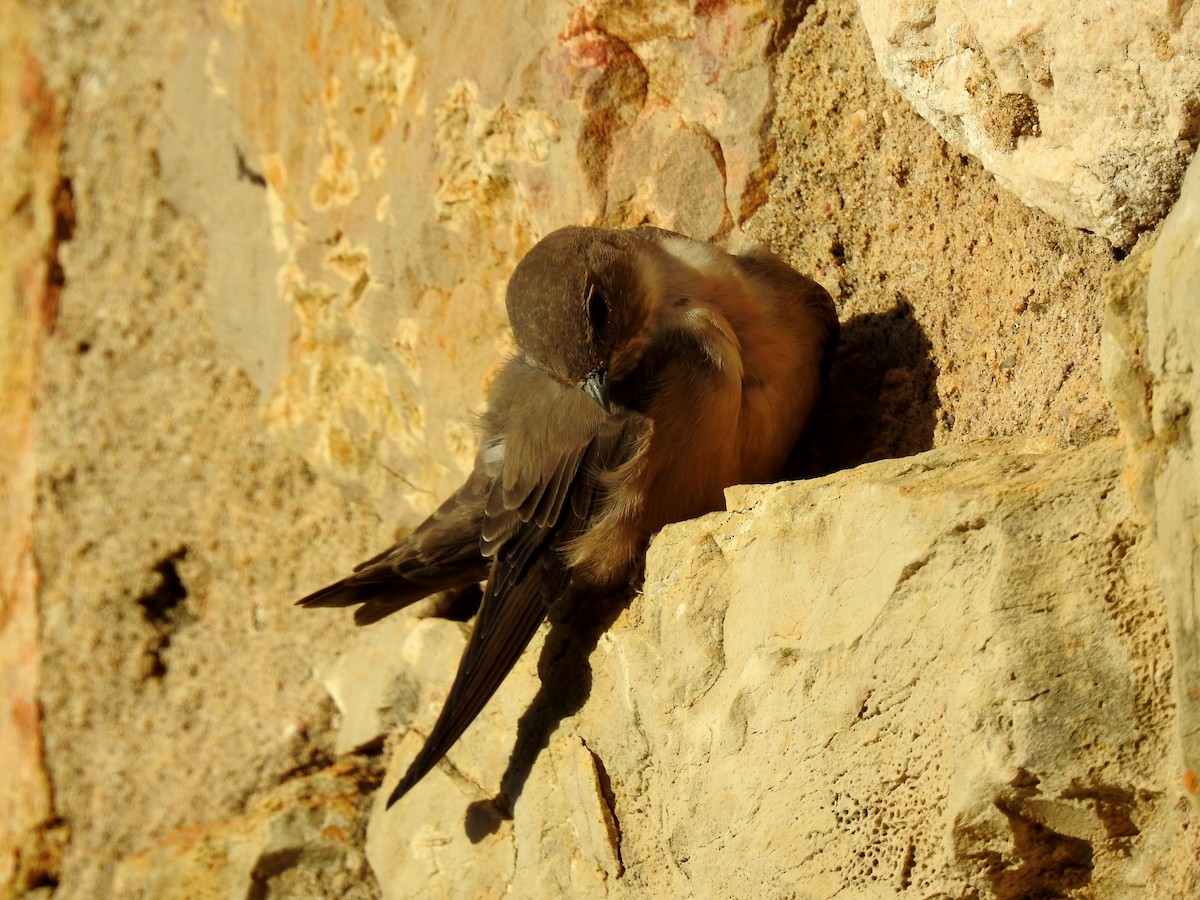 Eurasian Crag-Martin - ML624088344