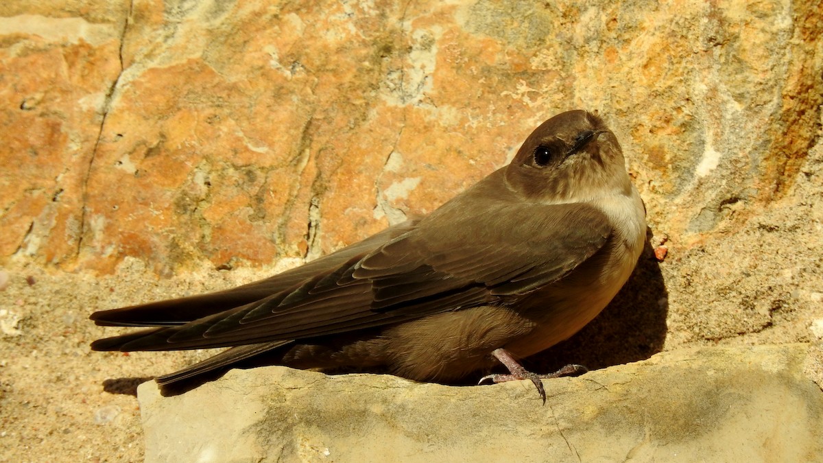 Eurasian Crag-Martin - ML624088345
