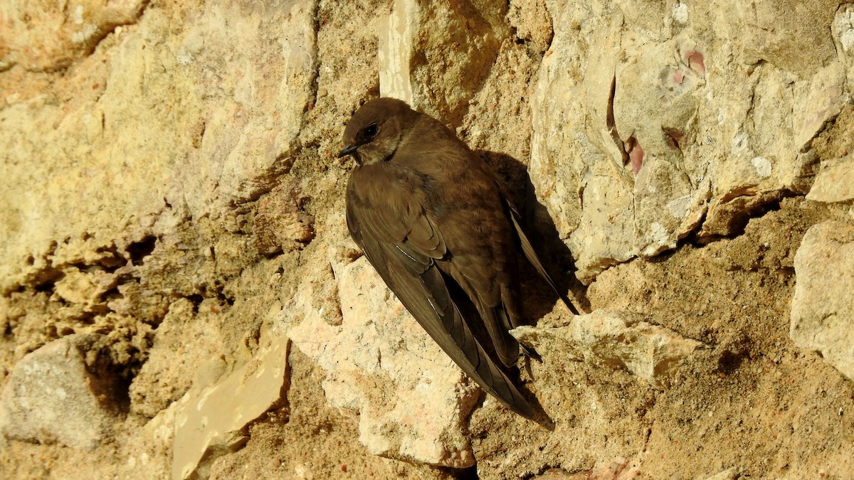 Eurasian Crag-Martin - ML624088346