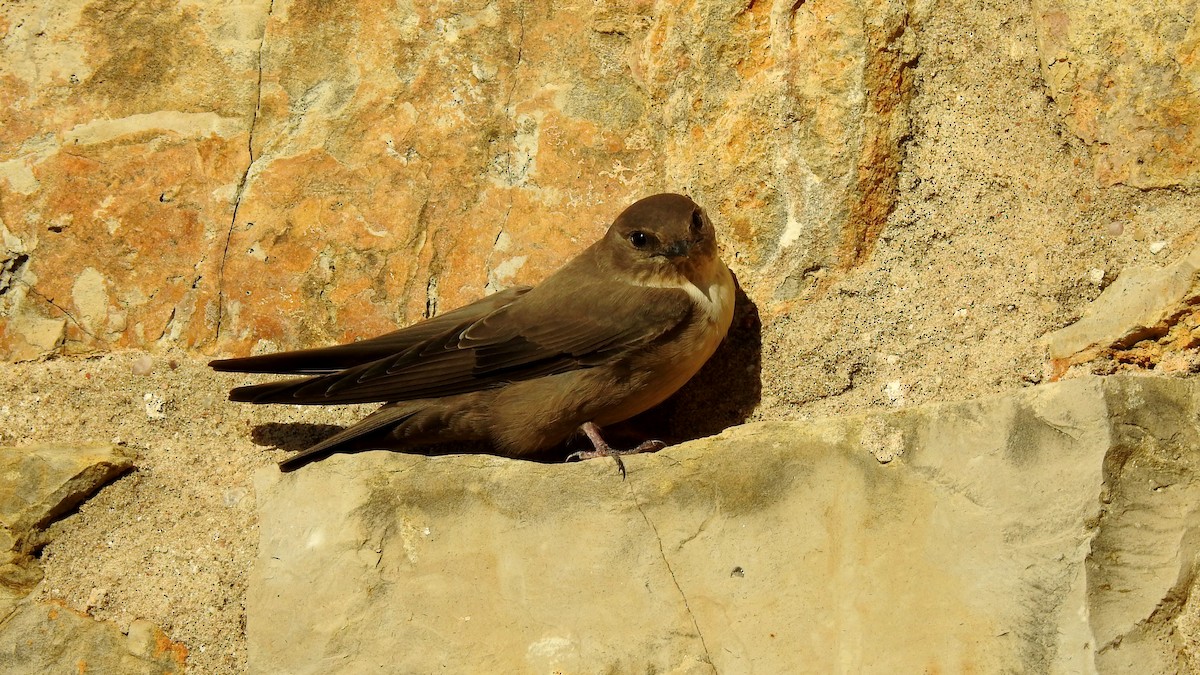 Eurasian Crag-Martin - ML624088347