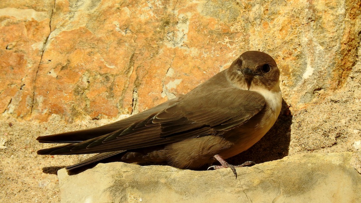 Eurasian Crag-Martin - ML624088348