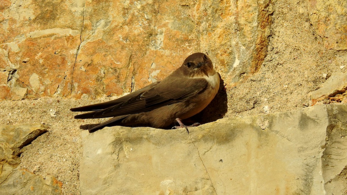 Eurasian Crag-Martin - ML624088349