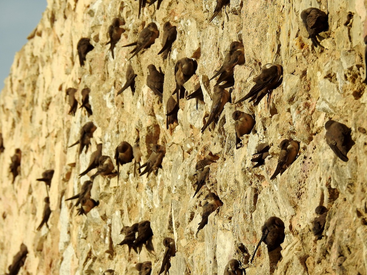 Eurasian Crag-Martin - ML624088351