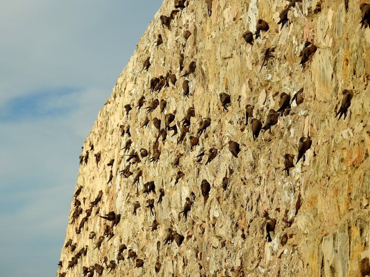 Eurasian Crag-Martin - ML624088352