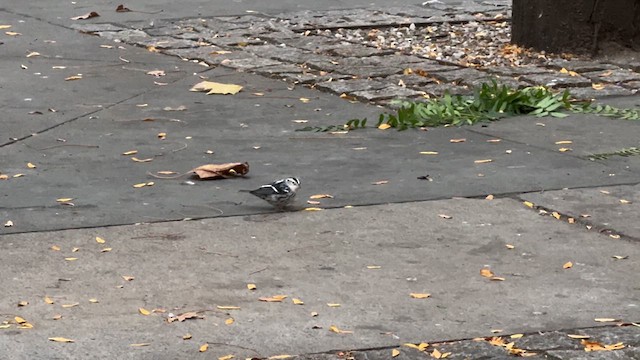 Black-and-white Warbler - ML624088353