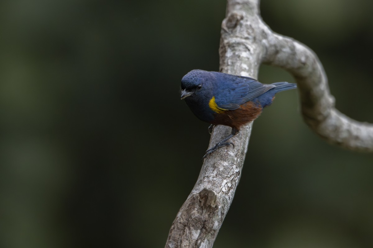 Chestnut-bellied Euphonia - ML624088373