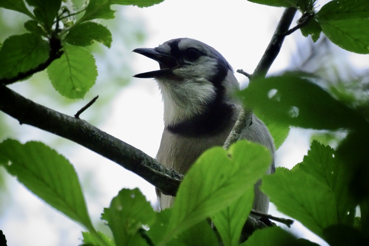 Blue Jay - Alvin Miller