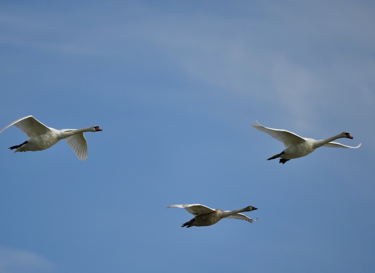 Mute Swan - ML624088394